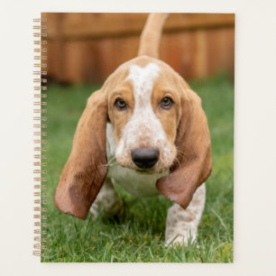 Basset Hound-Welpe beim Gehen Planer