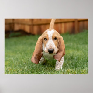Basset Hound-Welpe beim Gehen Poster