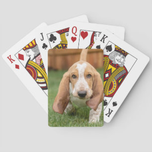 Basset Hound-Welpe beim Gehen Spielkarten