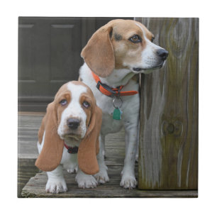 Basset Hound Welpen und Beagle Buddy Fliese
