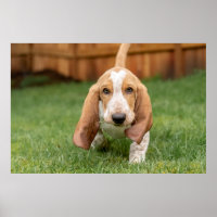 Basset Houng Welppy Walking