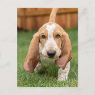 Basset Houng Welppy Walking Postkarte