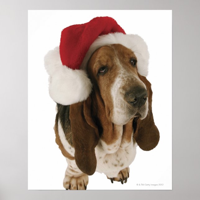 Basset-Hund in Weihnachtsmannmütze Poster (Vorne)