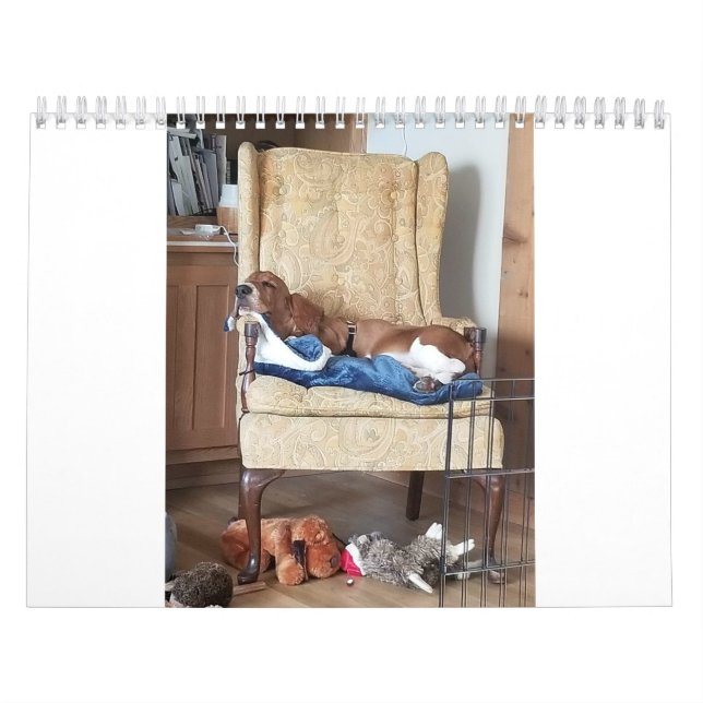 Basset-Hund-Kalender 24 Monate Kalender (Titelbild)
