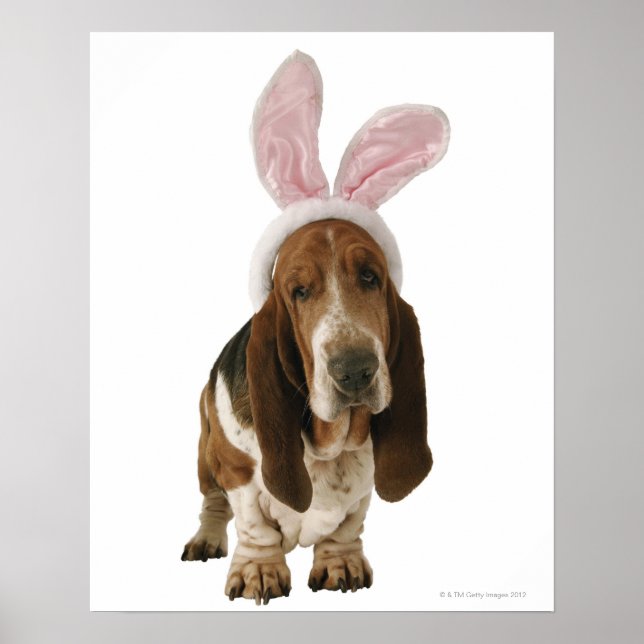 Basset-Hund mit sonnigen Ohren Poster (Vorne)