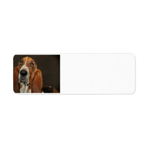Bassetjagdhund 2
