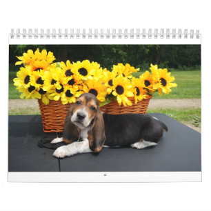 Bassetkalender Kalender