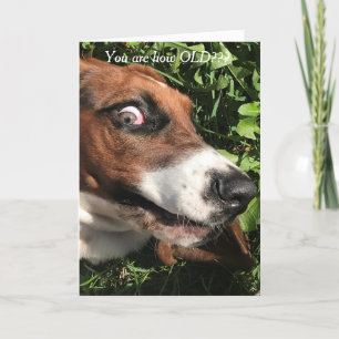 Bassett Hound Birthday Card Funny Karte
