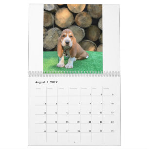 Bassetwelpenkalender Kalender