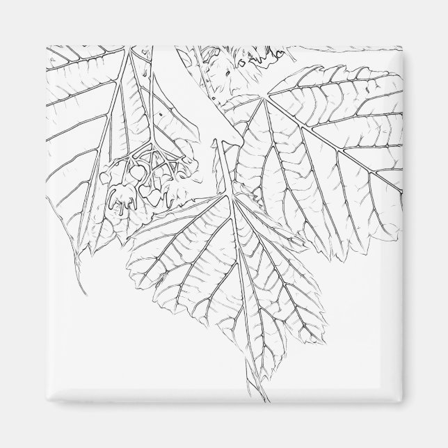 Basswood-Blätter Magnet (Vorne)