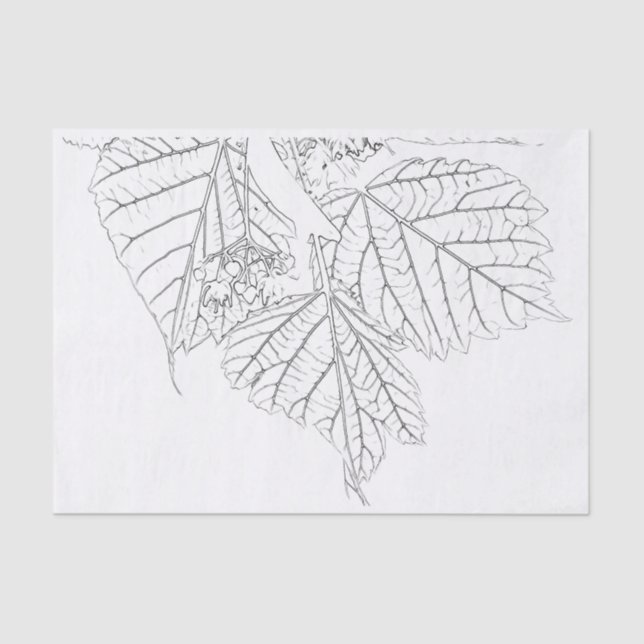 Basswood-Blätter Seidenpapier (Vorderseite)