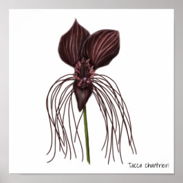 Bat-Blume Poster