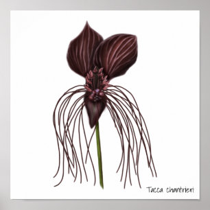 Bat-Blume Poster
