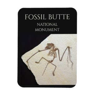 Bat Fossil, Fossil Butte National Monument Magnet