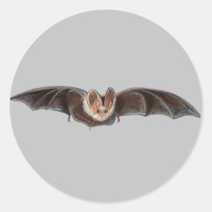 Bat Pipistrellus pipistrellus Illustration Grau Runder Aufkleber