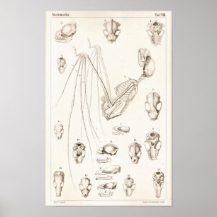 Bat Skeleton and Skulls Veterinary Anatomy Print Poster