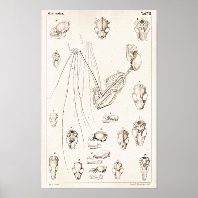 Bat Skeleton and Skulls Veterinary Anatomy Print Poster (Vorne)