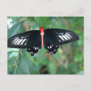 Bat Wing Butterfly Postkarte