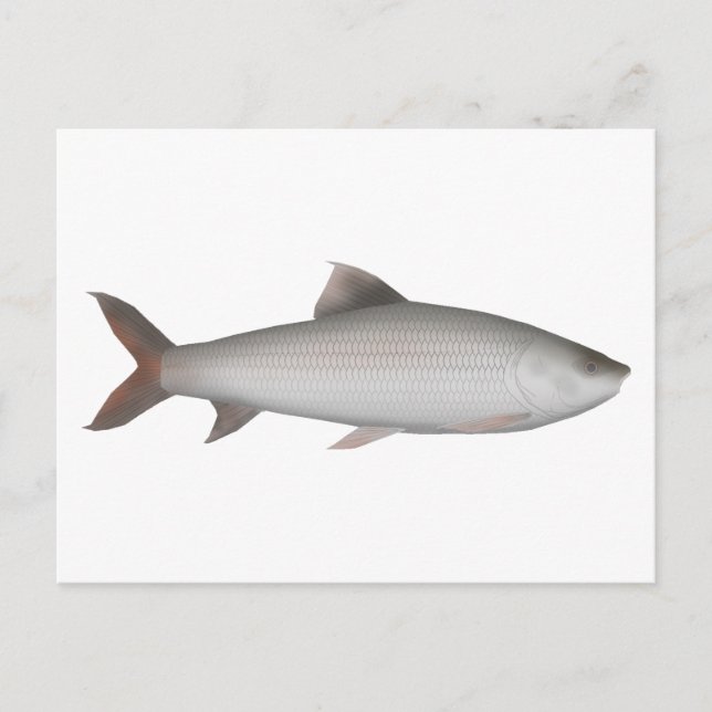 Bata Postkarte (Vorderseite)