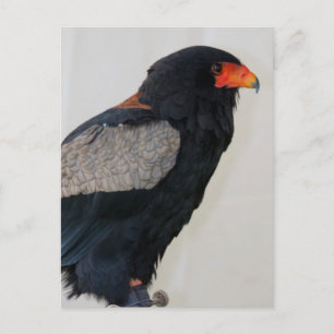 Bateleur Eagle Postkarte
