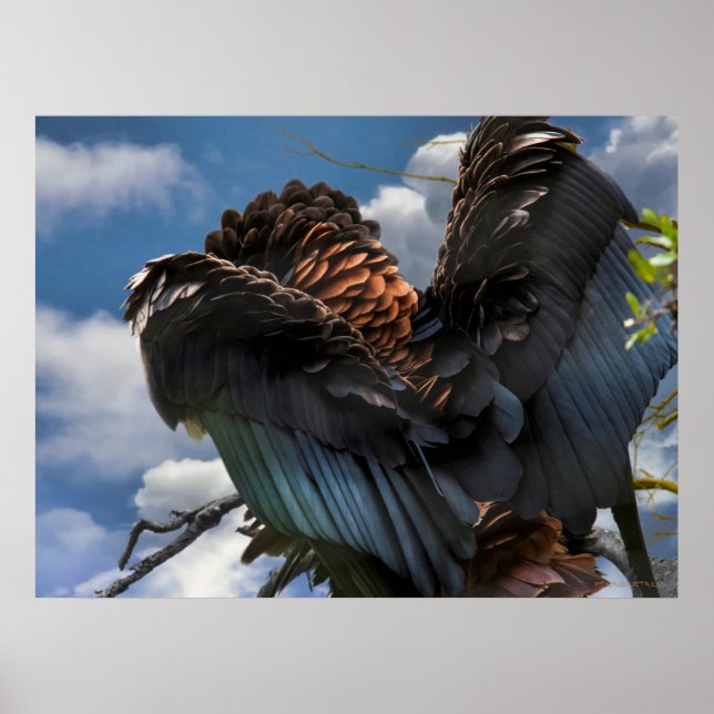 BATELEUR EAGLE SKY COMMANDER POSTER (Vorne)