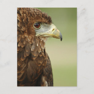 Bateleur Eagle Terathopius Ecaudatus Postkarte