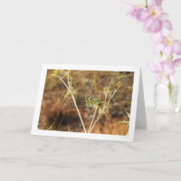 Bath White Butterfly, Pontia Daplidice