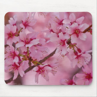 Bathed in rosa japanischen Kirschblüten Mousepad