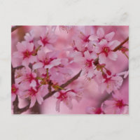 Bathed in rosa japanischen Kirschblüten