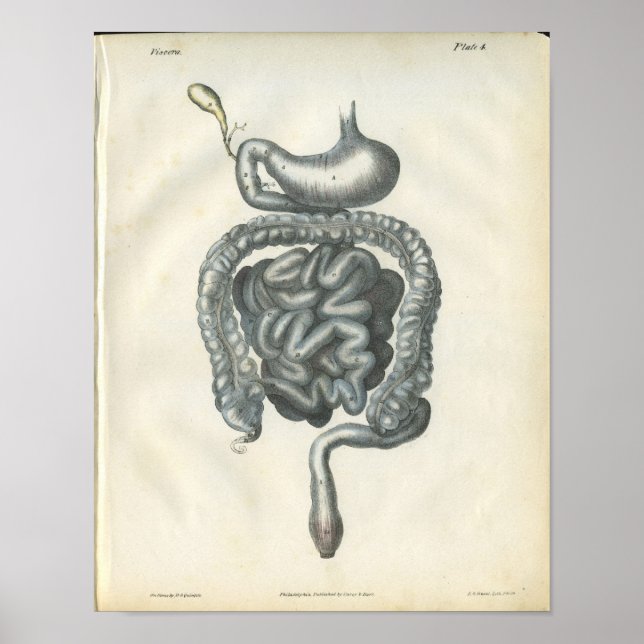 Bauchorgananatomie Druck Poster (Vorne)