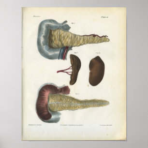 Bauchspeicheldrüse Milz Vintage Anatomie Druck Poster
