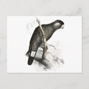 Baudin's Cockatoo von Edward Lear Postkarte