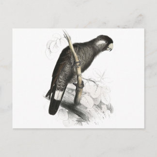 Baudin's Cockatoo von Edward Lear Postkarte