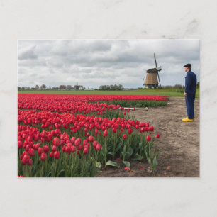 Bauer, der seine Tulpen und seine Windmühle inspiz Postkarte