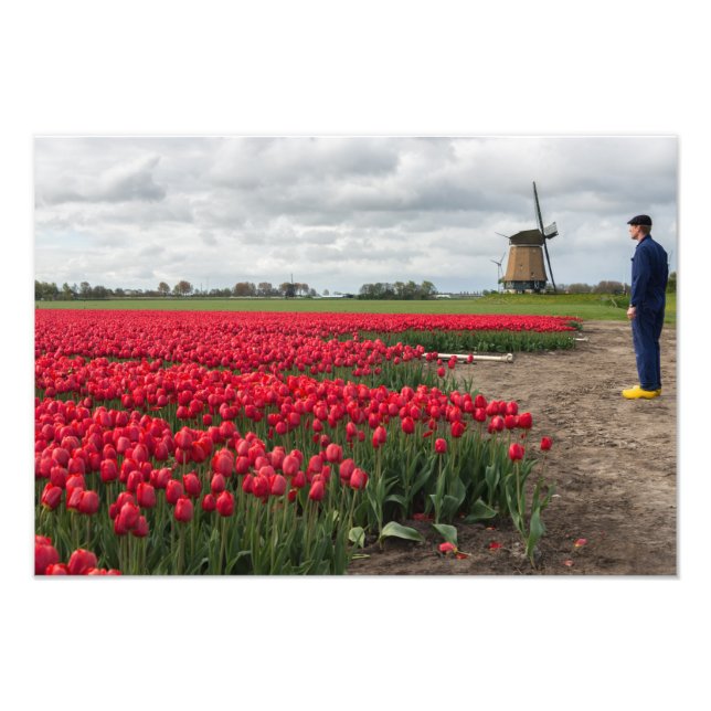 Bauer, der seine Tulpen und seine Windmühle kontro Fotodruck (Vorne)