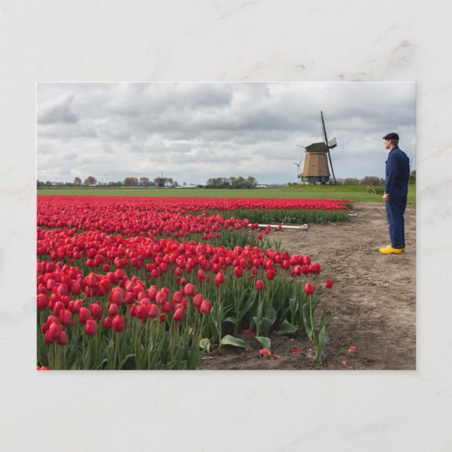 Bauer, der seine Tulpen und seine Windmühle kontro Postkarte (Vorderseite)