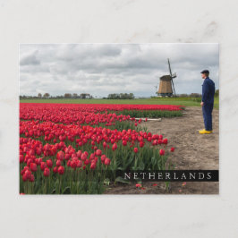Bauer, der seine Tulpen und seine Windmühle kontro Postkarte
