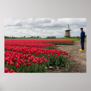Bauer inspiziert seine Tulpen und Windmühle Poster