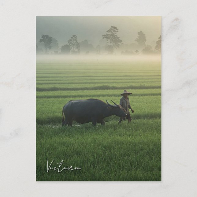 Bauer mit Buffalo Vietnam Reisen Postkarte (Vorderseite)