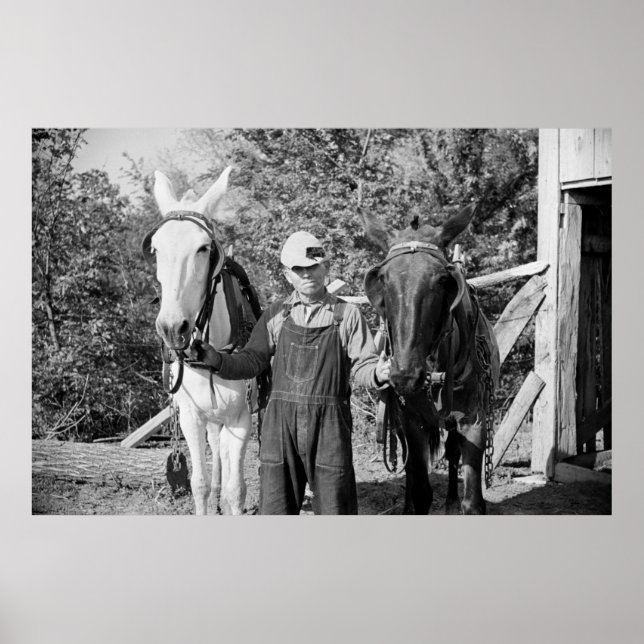 Bauer mit Pflugpferden der 30er Jahre Poster (Vorne)