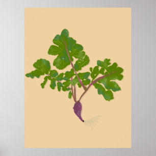 Bauer Radieschen Rüben Pflanzen Gartenbau Poster