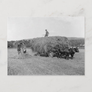 Bauern Cutting Hay, 1906 Postkarte
