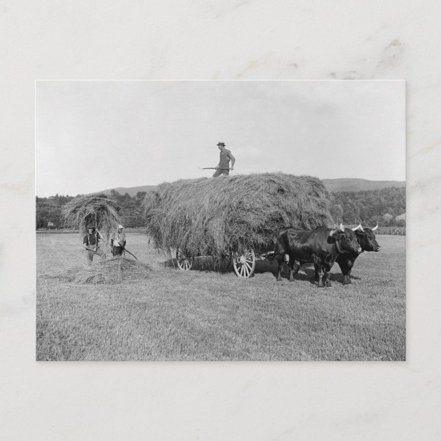 Bauern Cutting Hay, 1906 Postkarte (Vorderseite)