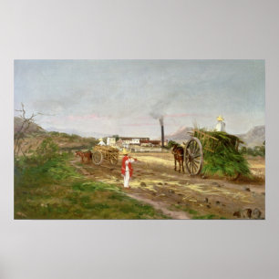 Bauern, die Zuckerrohr sammeln Poster