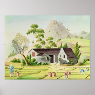 Bauern in den Paddy Fields Poster