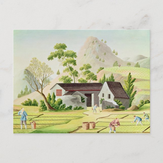 Bauern in den Paddy Fields Postkarte (Vorderseite)