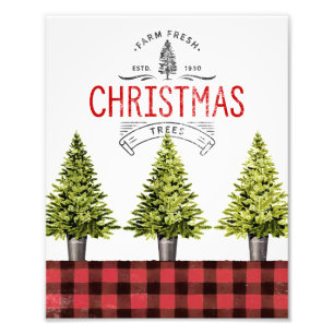 Bauernhof Frische gepflasterte Weihnachtsbäume Wa Fotodruck