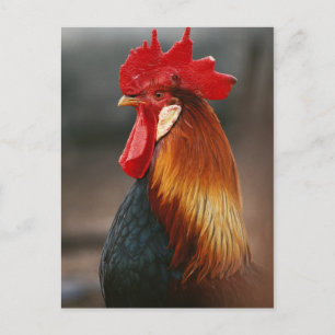 Bauernhof-Hausschuhe Postkarte