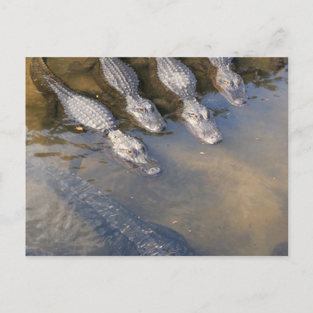 Bauernhof St. Augustine Alligator Nr. 2 Postkarte (Vorderseite)