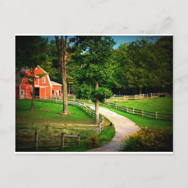 Bauernhofhauskatze im Scheunenyard Postkarte (Vorderseite)